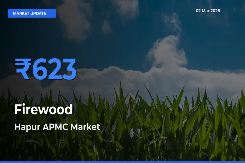 Hapur APMC Records Highest ₹623 Rate for Firewood