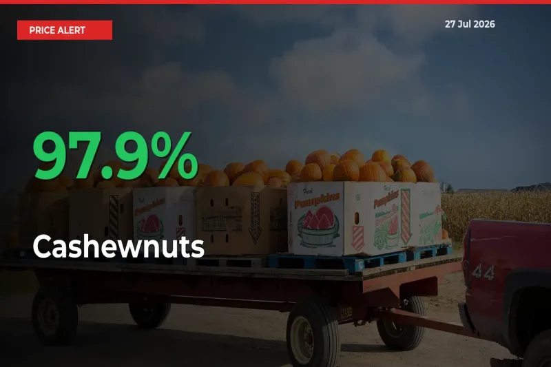 Farmers Cheer as Cashewnuts Prices Surge 97.9% in Local Mandis