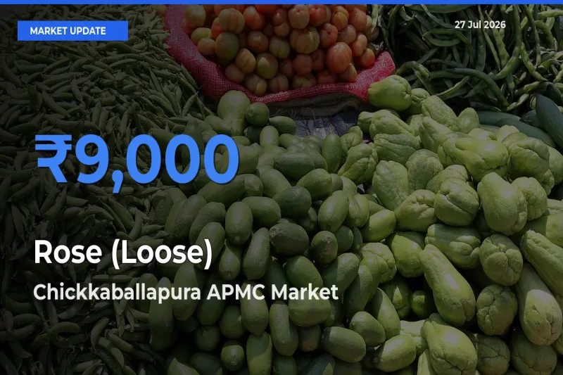 Chickkaballapura APMC, Chikkaballapur, Karnataka Tops Rose (Loose) Rates – July 27 Market Update