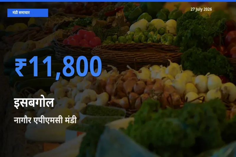 किसानों की पसंद बना नागौर एपीएमसी, राजस्थान, इसबगोल के सबसे अच्छे दाम