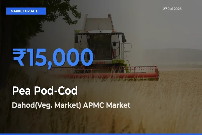 Pea Pod-Cod Mandi Rate Today: Dahod(Veg. Market) APMC, Gujarat Tops the List