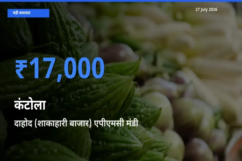 आज कंटोला के सबसे ऊँचे दाम ₹17,000 दाहोद (शाकाहारी बाजार) एपीएमसी, गुजरात मंडी में