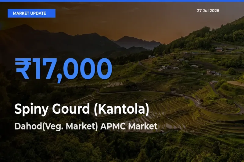 Dahod(Veg. Market) APMC, Gujarat Offers ₹17,000 – Highest Spiny Gourd (Kantola) Rate Today
