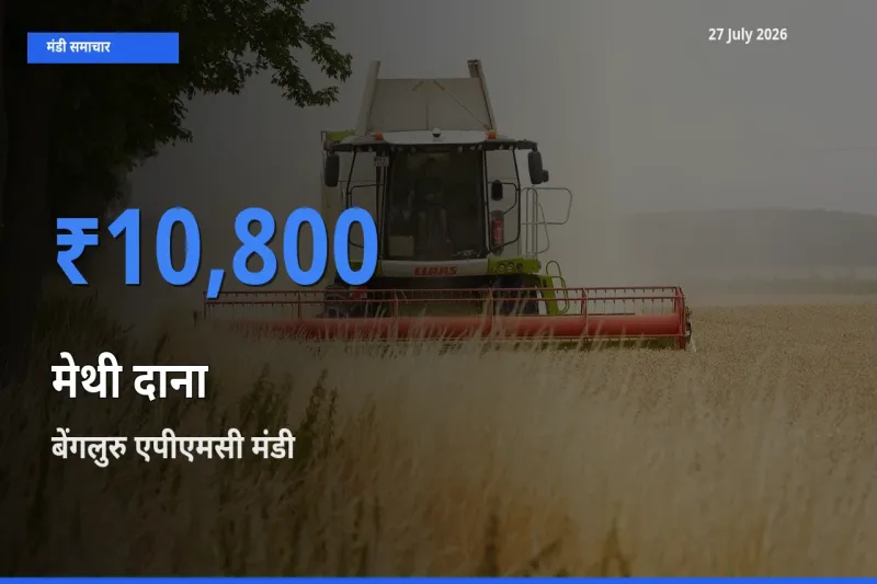 आज मेथी दाना के सबसे ऊँचे दाम ₹10,800 बेंगलुरु एपीएमसी, कर्नाटक मंडी में