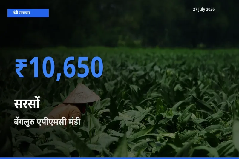 आज सरसों के सबसे ऊँचे दाम ₹10,650 बेंगलुरु एपीएमसी, कर्नाटक मंडी में