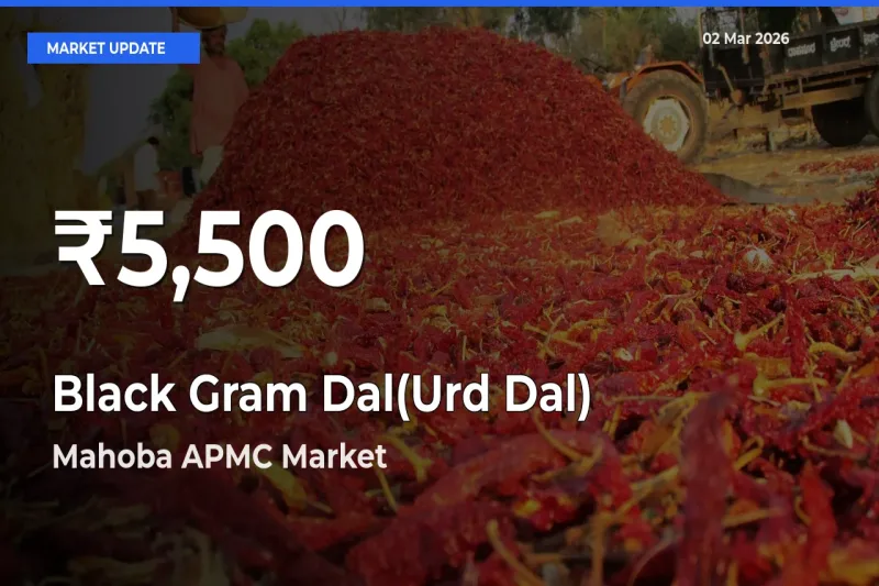 Big Drop! Black Gram Dal(Urd Dal) Slides to 30-Day Low at Mahoba APMC