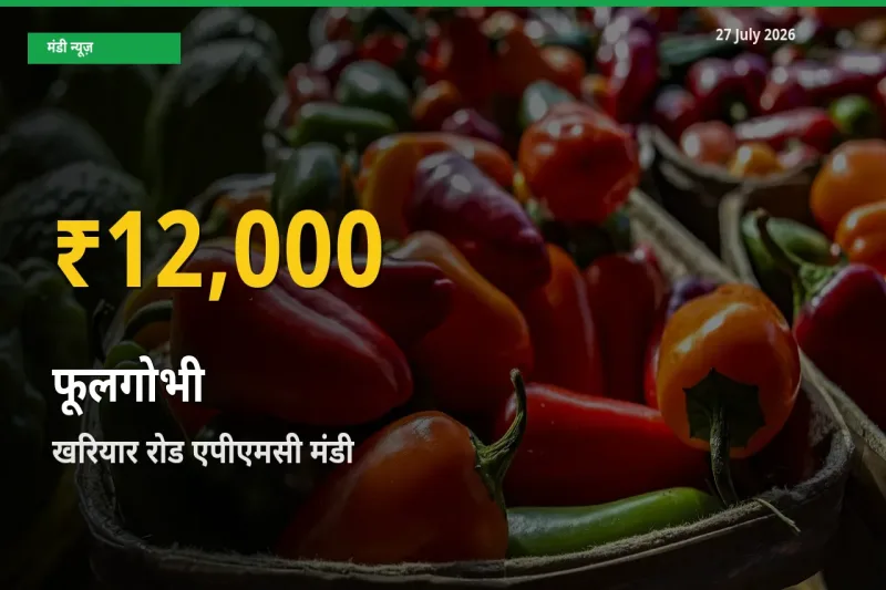 रिकॉर्ड तेज़ी! खरियार रोड एपीएमसी, नुआपाड़ा, ओडिशा में फूलगोभी ₹12,000 पर पहुँचा