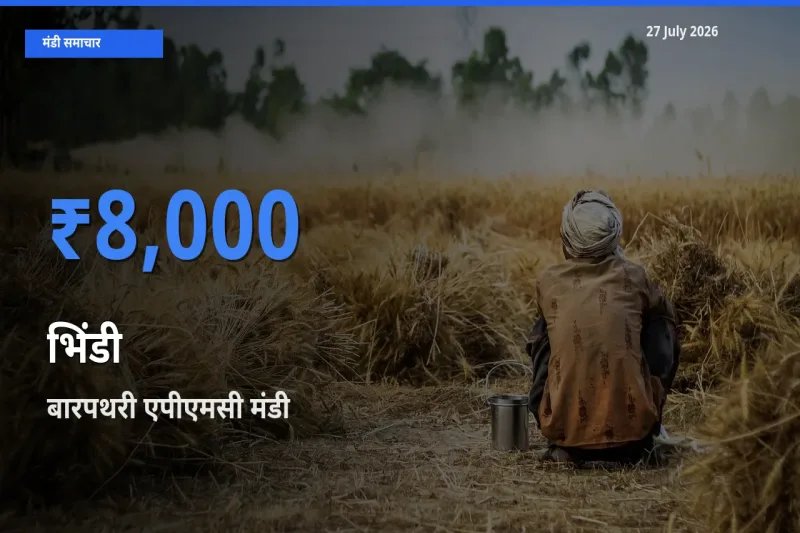 किसानों की पसंद बना बारपथरी एपीएमसी, दक्षिण त्रिपुरा, भिंडी के सबसे अच्छे दाम