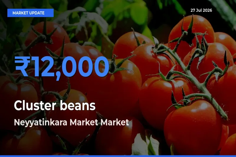 Farmers Prefer Neyyatinkara Market, Thiruvananthapuram, Keralam as Cluster beans Hits Highest Rate