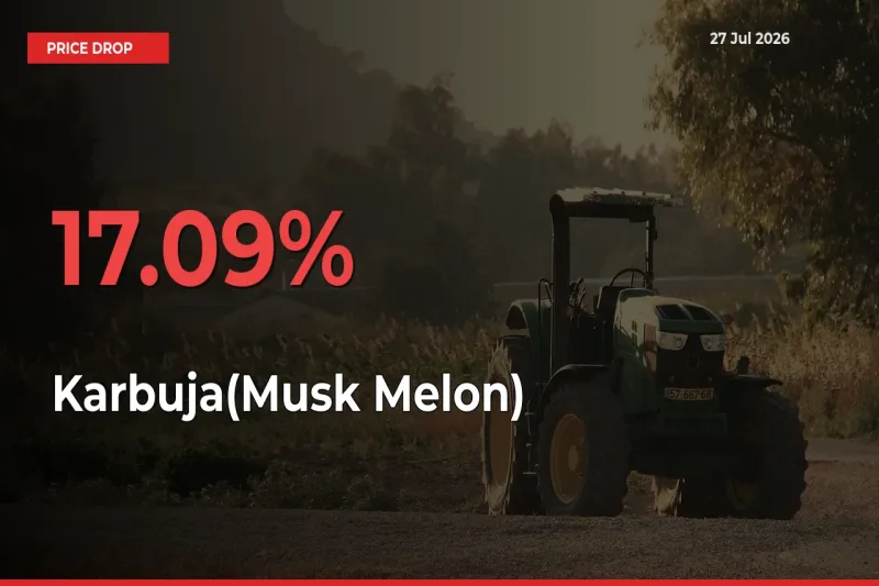 This Mandi Records 17.09% Fall in Karbuja(Musk Melon) Prices
