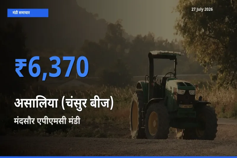आज असालिया (चंसुर बीज) के सबसे ऊँचे दाम ₹6,370 मंदसौर एपीएमसी, मन्दसौर, मध्य प्रदेश मंडी में