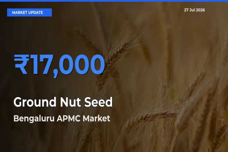 Bengaluru APMC, Karnataka Tops Ground Nut Seed Rates – July 27 Market Update