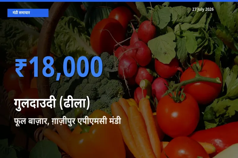 टॉप मंडी बना फूल बाज़ार, ग़ाज़ीपुर एपीएमसी, दिल्ली! गुलदाउदी (ढीला) के सबसे ऊँचे दाम यहीं दर्ज