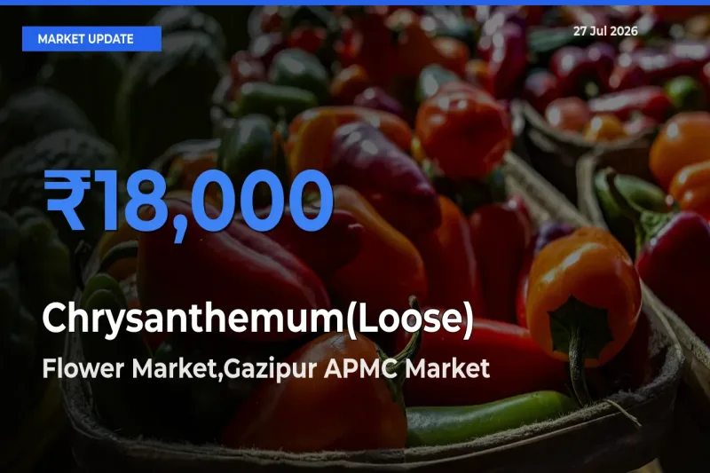 Flower Market,Gazipur APMC, Delhi, NCT of Delhi Leads as Top Mandi for Chrysanthemum(Loose) Prices
