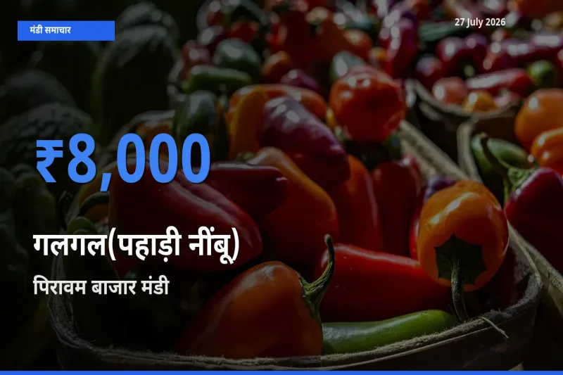 आज गलगल(पहाड़ी नींबू) के सबसे ऊँचे दाम ₹8,000 पिरावम बाजार, एर्नाकुलम, केरलम मंडी में