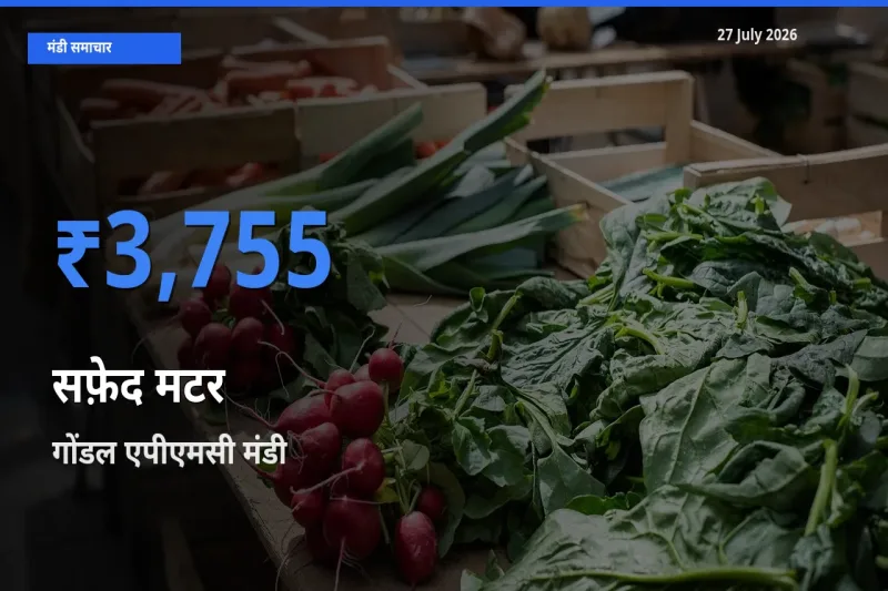आज सफ़ेद मटर के सबसे ज़्यादा दाम गोंडल एपीएमसी, राजकोट, गुजरात मंडी में दर्ज