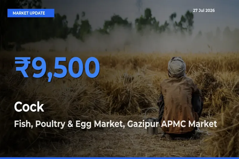 Fish, Poultry & Egg Market, Gazipur APMC, Delhi, NCT of Delhi Tops Cock Rates – July 27 Market Update