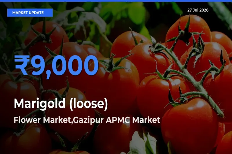 Farmers Prefer Flower Market,Gazipur APMC, Delhi, NCT of Delhi as Marigold (loose) Hits Highest Rate