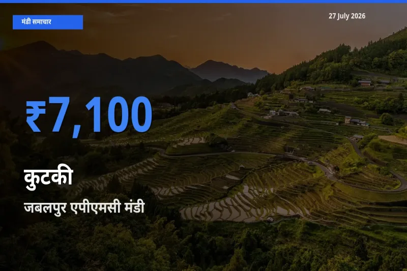 आज कुटकी के सबसे ऊँचे दाम ₹7,100 जबलपुर एपीएमसी, मध्य प्रदेश मंडी में