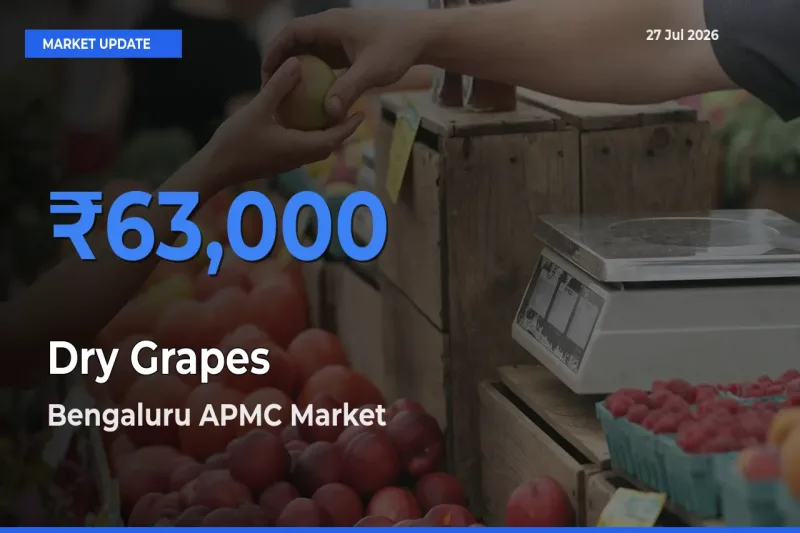 Bengaluru APMC, Karnataka Tops Dry Grapes Mandi Rates Today