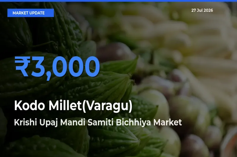 Kodo Millet(Varagu) Mandi Rate Today: Krishi Upaj Mandi Samiti Bichhiya, Mandla, Madhya Pradesh Tops the List