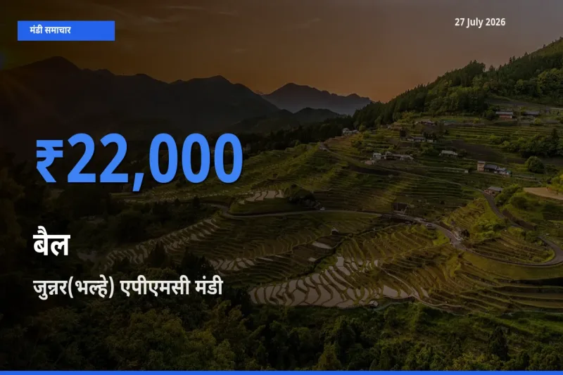 जुन्नर(भल्हे) एपीएमसी, पुणे, महाराष्ट्र मंडी में बैल ₹22,000 पर पहुँचा – आज का सर्वोच्च भाव