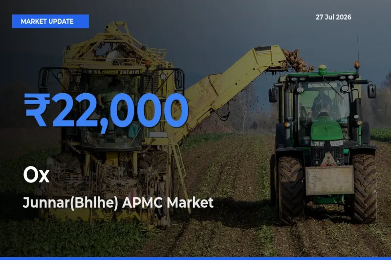 Junnar(Bhlhe) APMC, Pune, Maharashtra Records Highest ₹22,000 Rate for Ox