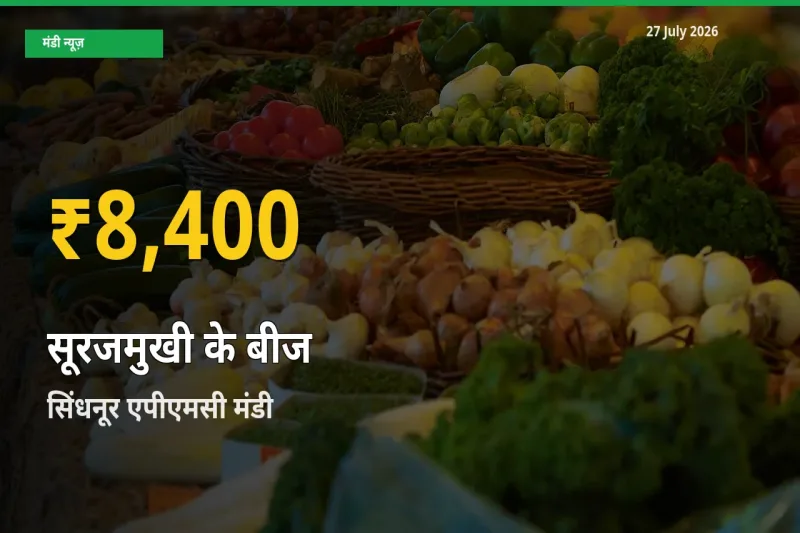 आज का मंडी भाव: सिंधनूर एपीएमसी, रायचूर, कर्नाटक में सूरजमुखी के बीज सबसे ऊँचे स्तर पर