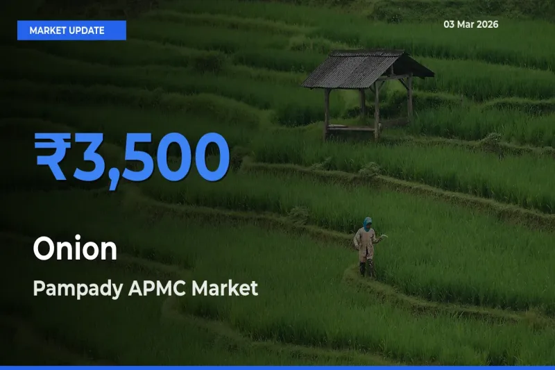 Pampady APMC Offers ₹3,500 – Highest Onion Rate Today
