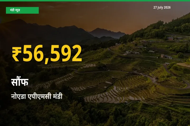 27 July अपडेट: नोएडा एपीएमसी, गाजियाबाद, उत्तर प्रदेश में सौंफ के दाम रिकॉर्ड स्तर पर
