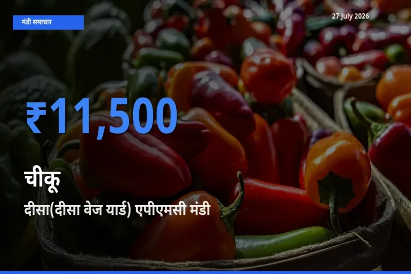 आज का मंडी भाव: चीकू के सबसे ज़्यादा दाम दीसा(दीसा वेज यार्ड) एपीएमसी, बनासकांठा, गुजरात में