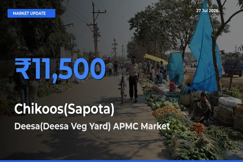 Deesa(Deesa Veg Yard) APMC, Banaskanth, Gujarat Tops Chikoos(Sapota) Mandi Rates Today