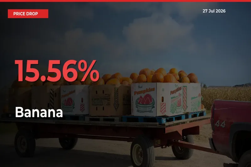 15.56% Drop in Banana Prices – Mandi Sees Sudden Fall