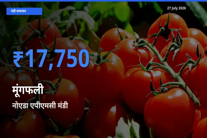 आज मूंगफली के सबसे ऊँचे दाम ₹17,750 नोएडा एपीएमसी, गाजियाबाद, उत्तर प्रदेश मंडी में