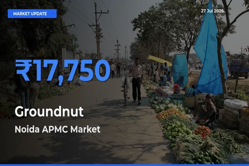 Noida APMC, Ghaziabad, Uttar Pradesh Records Highest ₹17,750 Rate for Groundnut