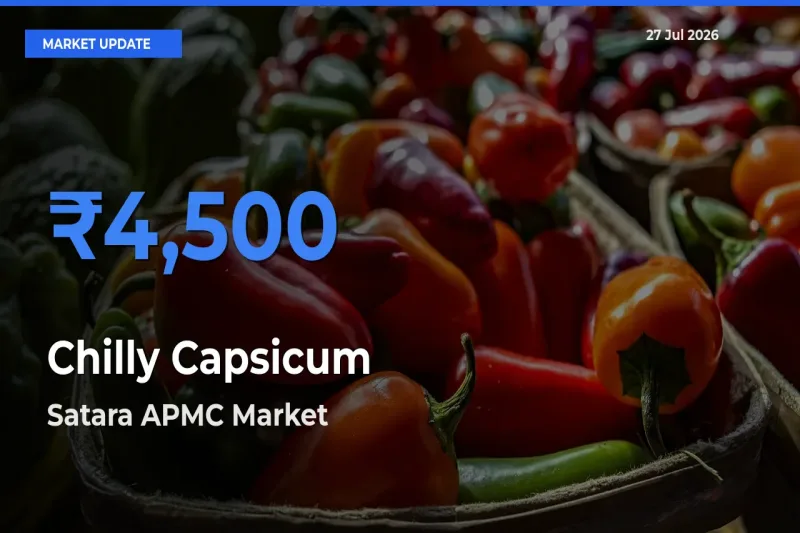 Satara APMC, Maharashtra Tops Chilly Capsicum Mandi Rates Today