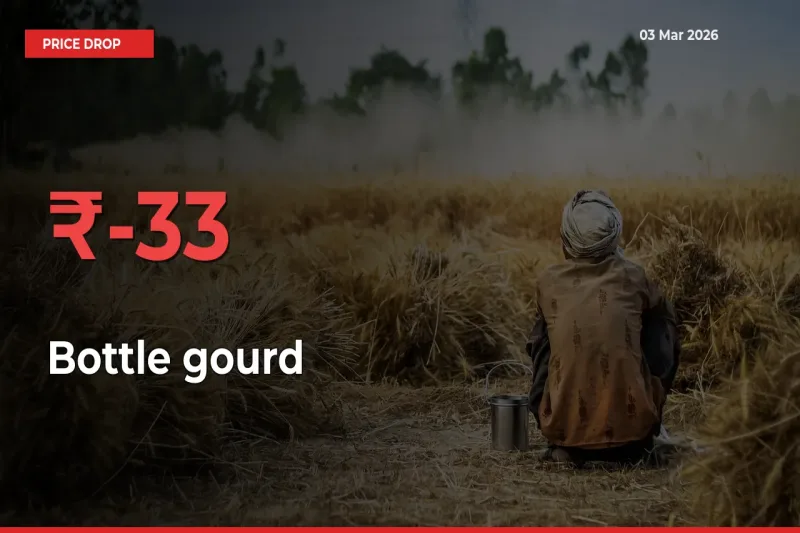Sharp Fall! Bottle gourd Prices Plunge 32.6% in a Day at Key Mandis