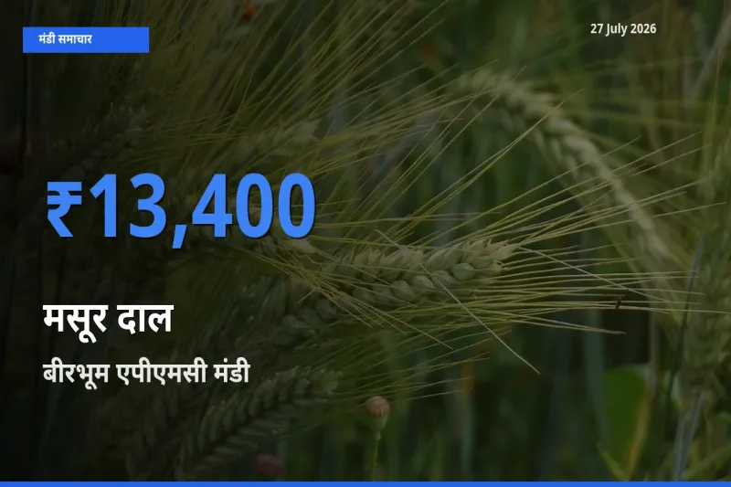 बीरभूम एपीएमसी, पश्चिम बंगाल मंडी में आज मसूर दाल के सबसे ऊँचे दाम दर्ज