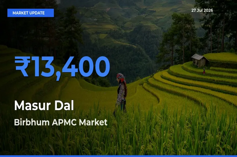 Birbhum APMC, West Bengal Emerges as Top Mandi for Masur Dal Prices Today