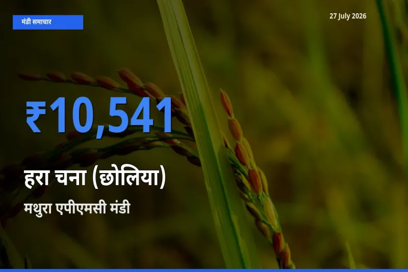 आज हरा चना (छोलिया) के सबसे ऊँचे दाम ₹10,541 मथुरा एपीएमसी, उत्तर प्रदेश मंडी में