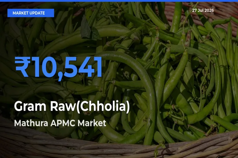 Mathura APMC, Uttar Pradesh Leads as Top Mandi for Gram Raw(Chholia) Prices