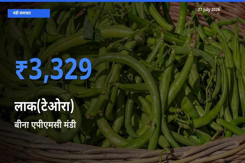 टॉप मंडी बना बीना एपीएमसी, सागर, मध्य प्रदेश! लाक(टेओरा) के सबसे ऊँचे दाम यहीं दर्ज