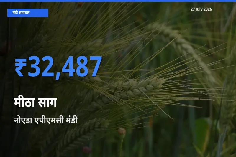 टॉप मंडी बना नोएडा एपीएमसी, गाजियाबाद, उत्तर प्रदेश! मीठा साग के सबसे ऊँचे दाम यहीं दर्ज