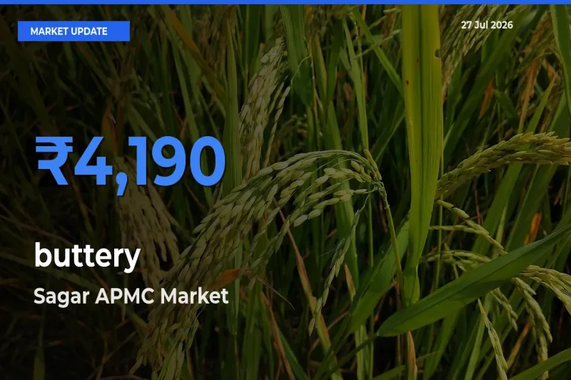 Farmers Prefer Sagar APMC, Madhya Pradesh as buttery Hits Highest Rate