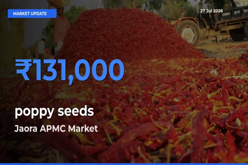 Farmers Prefer Jaora APMC, Ratlam, Madhya Pradesh as poppy seeds Hits Highest Rate