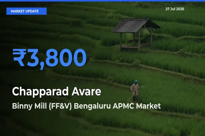 Binny Mill (FF&V) Bengaluru APMC, Karnataka Leads as Top Mandi for Chapparad Avare Prices