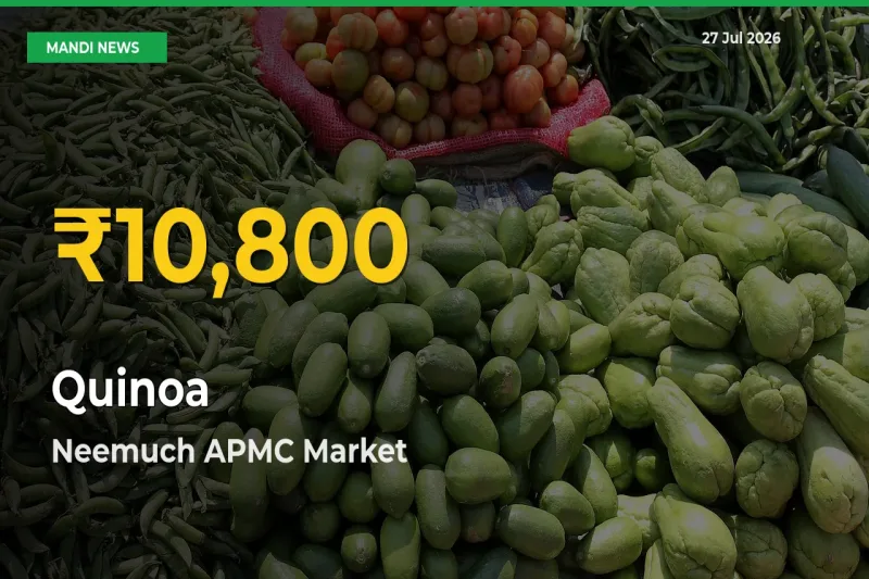 Farmers Benefit as Quinoa Rate Touches New High in Neemuch APMC, Madhya Pradesh