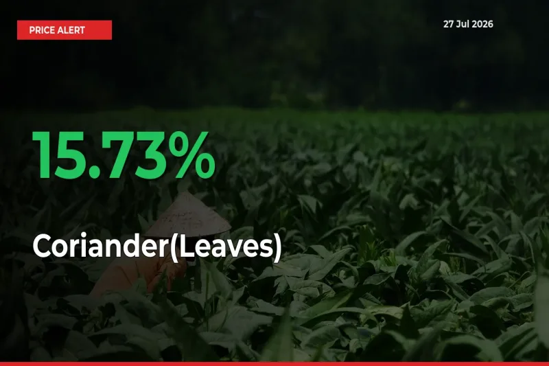 This Mandi Records 15.73% Jump in Coriander(Leaves) Prices