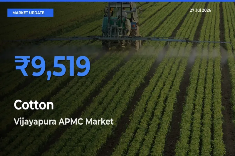 Vijayapura APMC, Karnataka Leads as Top Mandi for Cotton Prices
