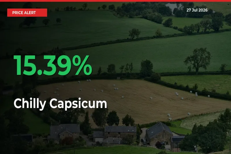 Chilly Capsicum Mandi Rate Today: Prices Jump 15.39% at Market